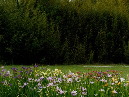 Wildflower 9