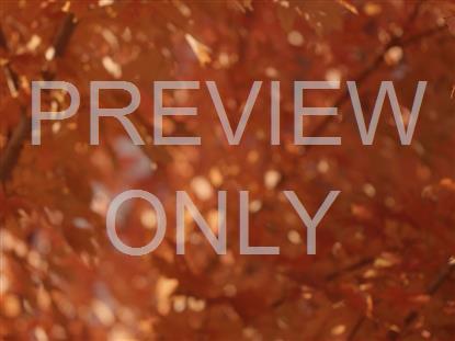 Fall Focus Orange Blur