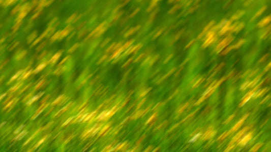 Springtime Bloom 4