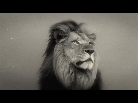 Bible Animals 2 Lion Bw
