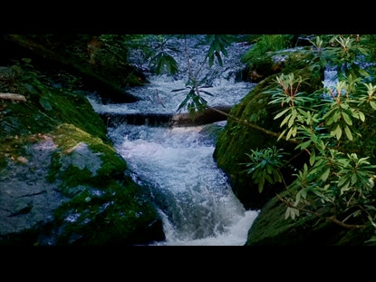 River Wild 5