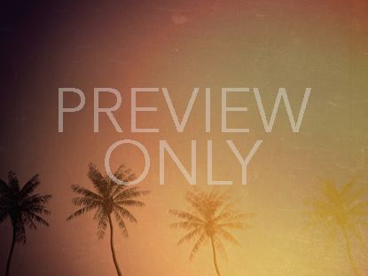 Summer Palm Many Trees