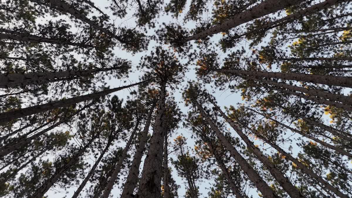 The Forest 1 Still