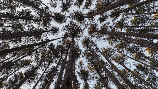 The Forest 1 Still