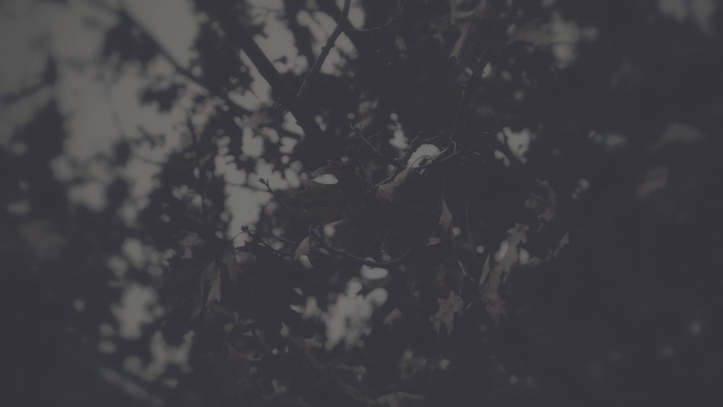 Bleak Beauty Leaves Fade Still