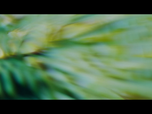 Forest Light Loop 01