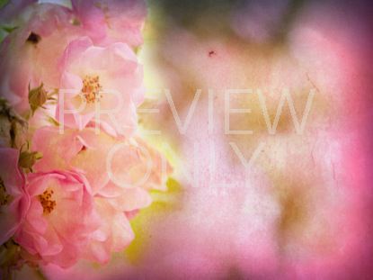 Floral Still 3