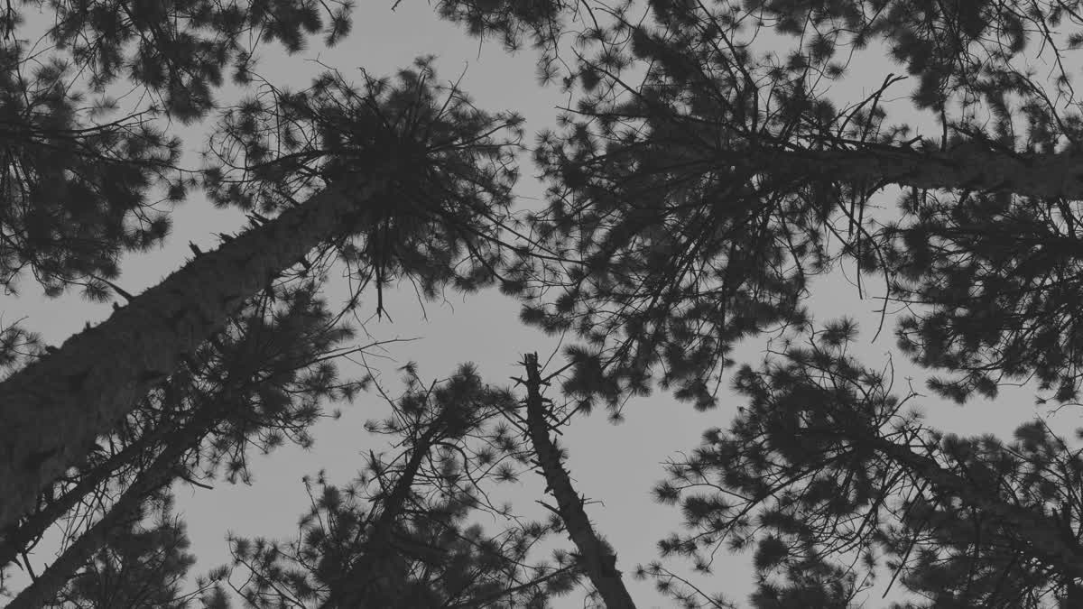 The Forest 2 Bw Still