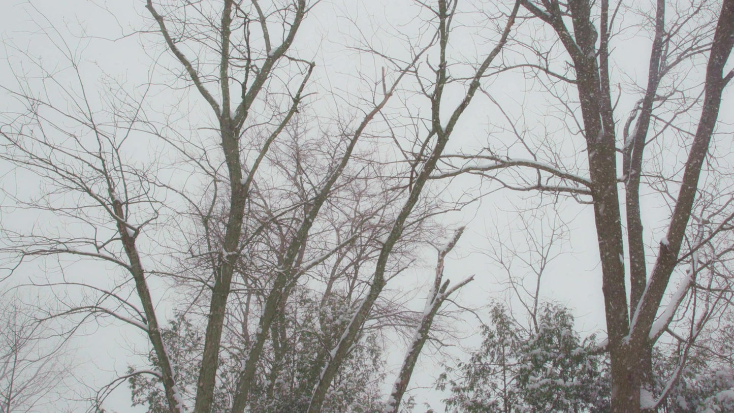 Winter Woods Still 16