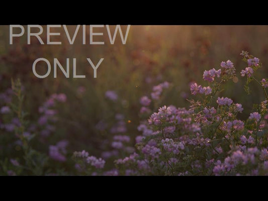 Summer Wildflower Pink Dusk