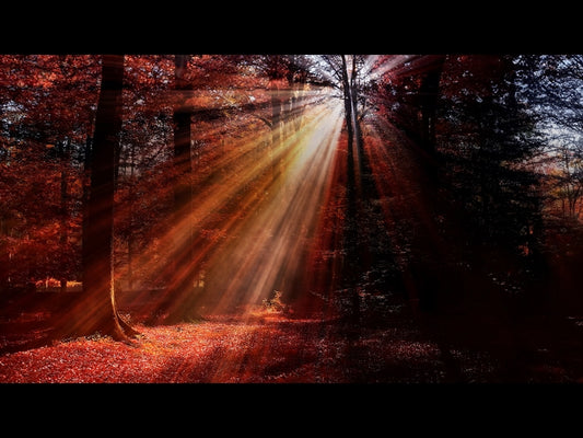 Autumn Light 14
