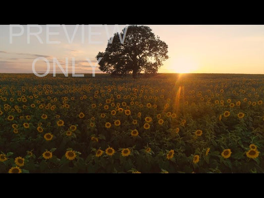 Epic Autumn Aerial Sunflower Sunset