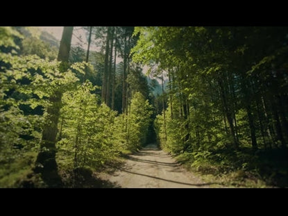 Renew Dappled Forest