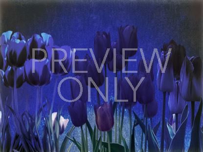 Mothers Day Tulips 2 Still