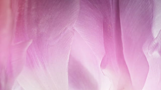 Flowers Of The Field Loops 06