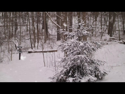 Snow Winter Background 20