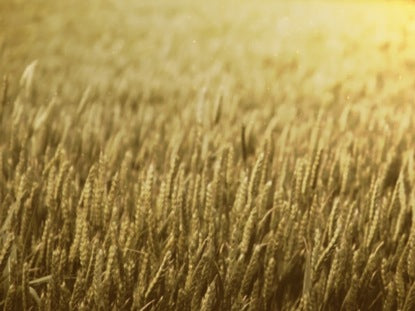 Wheat Field Golden