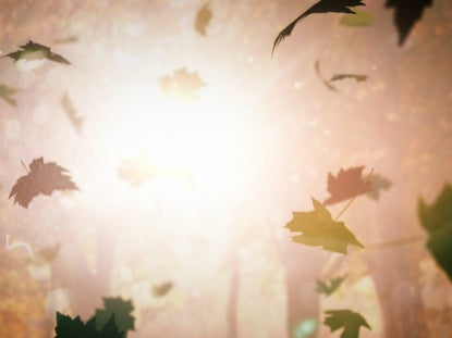 Leaves Falling
