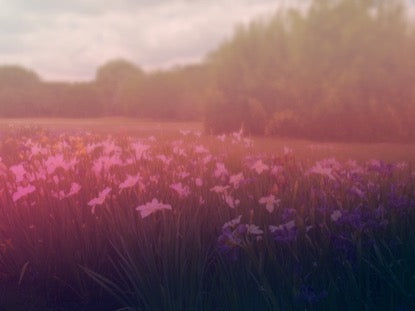 Wildflower 3