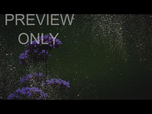 Ebony Floral: Still 05