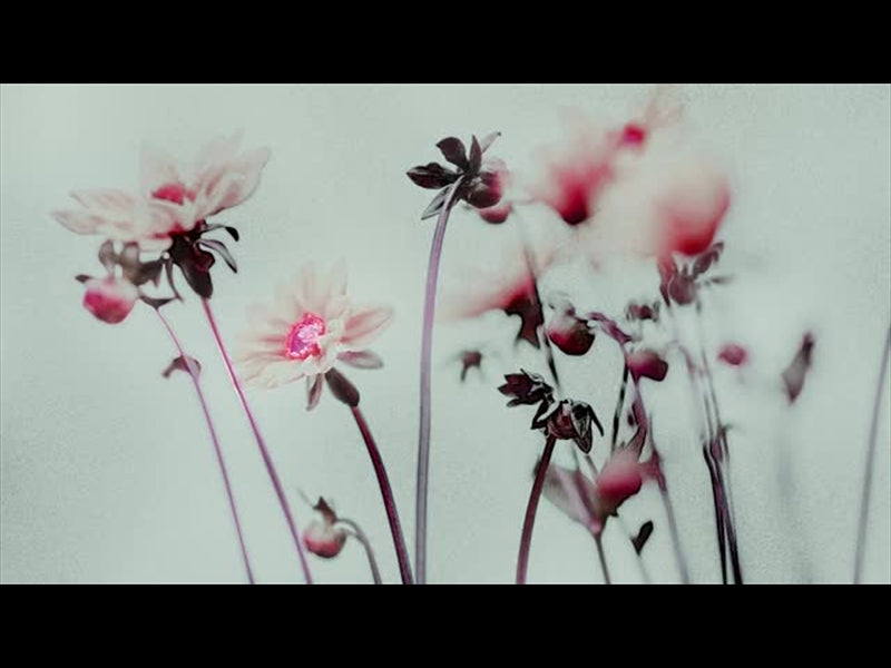 Floral Line Glow 5