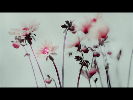 Floral Line Glow 5