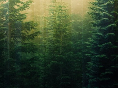 Calming Nature Green 2 Motion