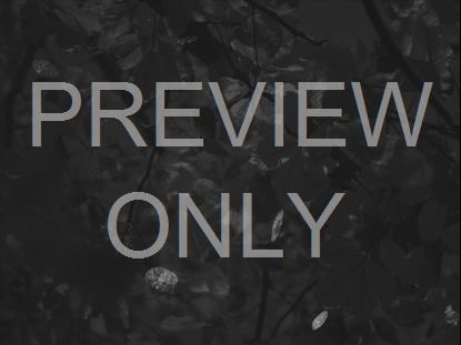 Autumn Leaves Bw Alt