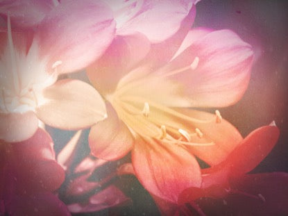 Flowers For Mom 3 Motion