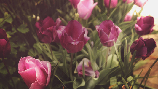 Fresh Flowers Pink Tulips Still