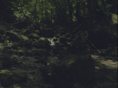 Dappled Light