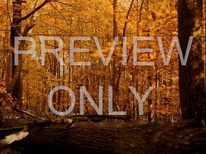 Fall Leaves Montage 8