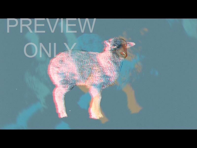 Bible Animals Sheep Still