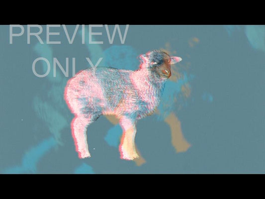 Bible Animals Sheep Still