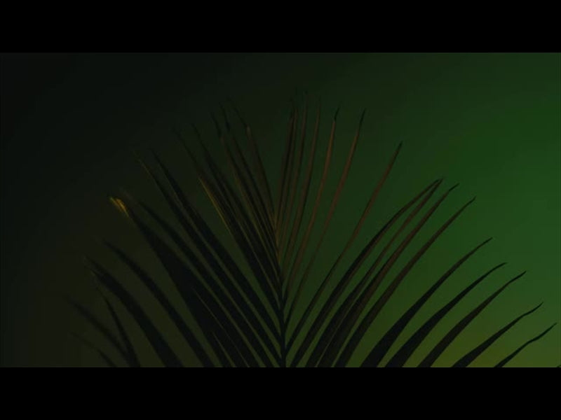 Cinematic Palms Loop 14