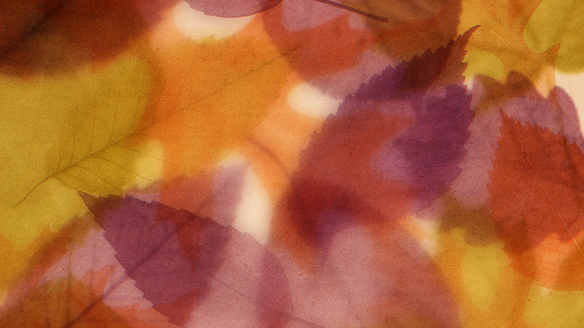 Layers Of Leaves Still 04