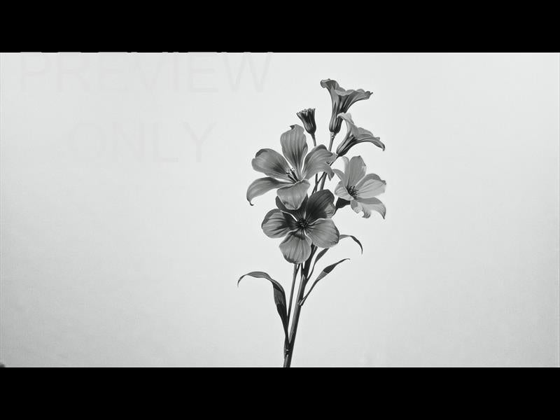 Mothers Day Bw Still 8