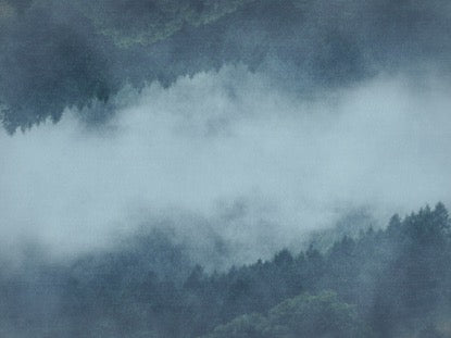 Silent Forest