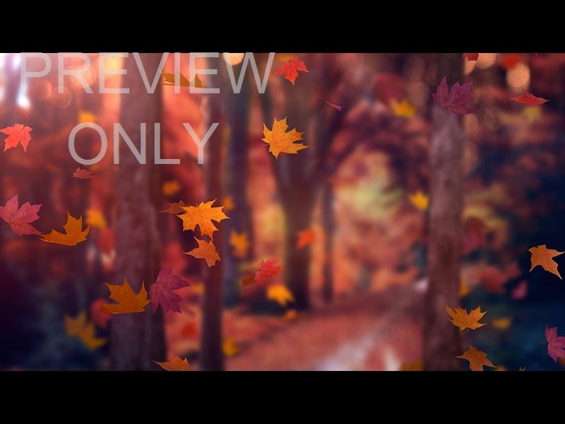 Fall Woods 10 Still