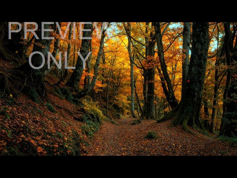 Forest Fall 7 Still