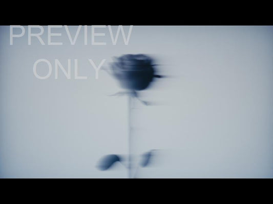 Easter Figures Black Rose Still