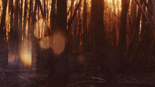 Autumn Dream Forest Still