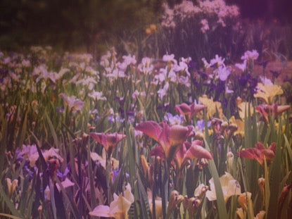 Wildflower 4