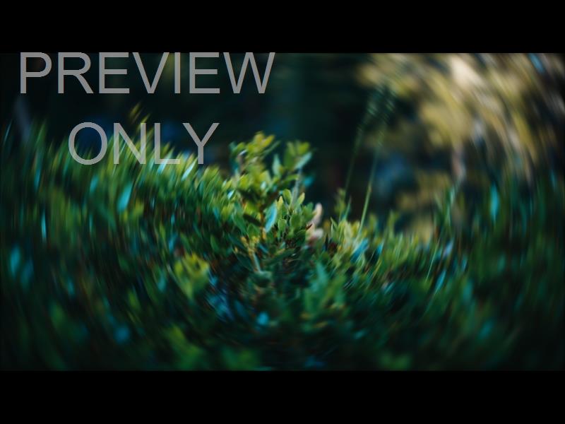 Radial  7 Still
