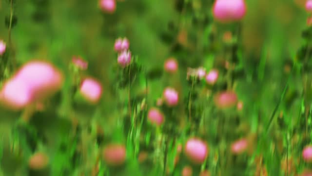 Springtime Bloom 3