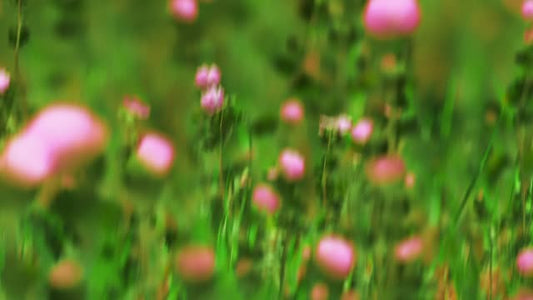 Springtime Bloom 3