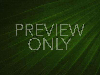 Radiant Palms Still 6