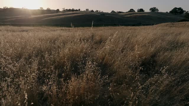 Golden Pastures Motion Background 19