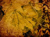 Grunge Fall Motion Background 2