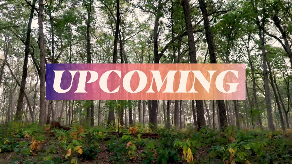 The Forest Upcoming Still